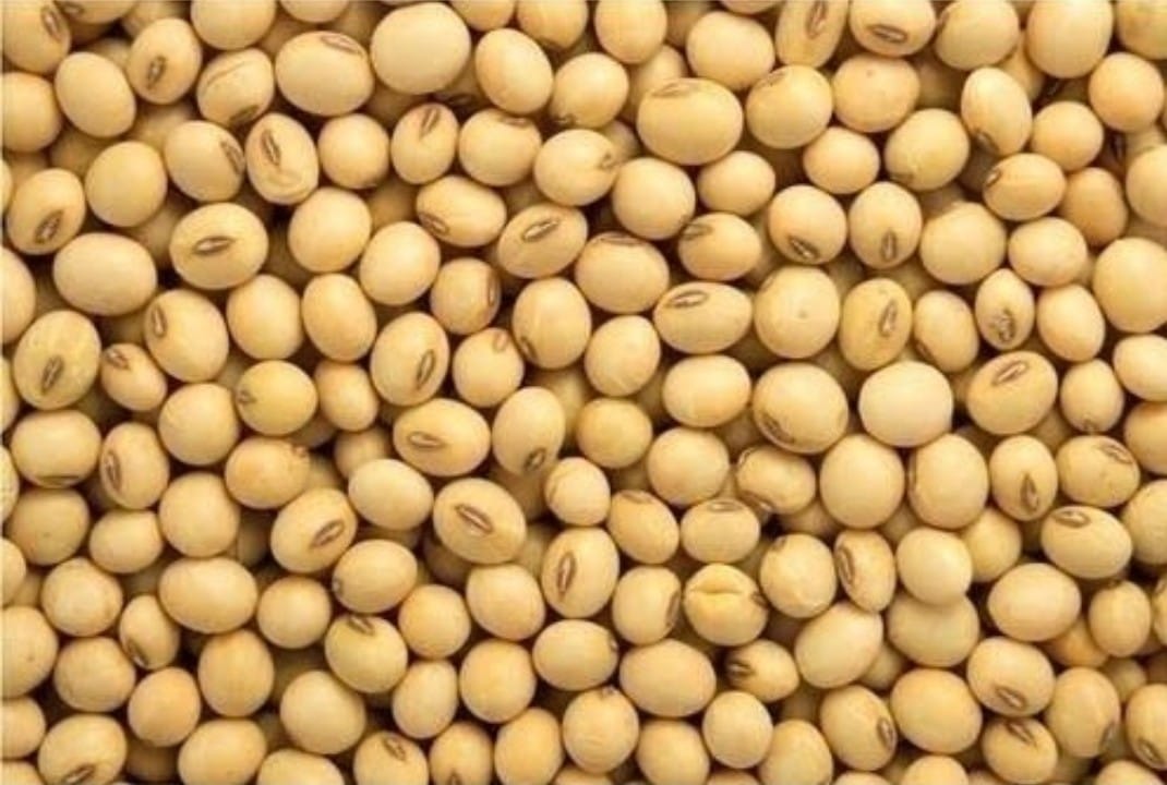 Soya Beans