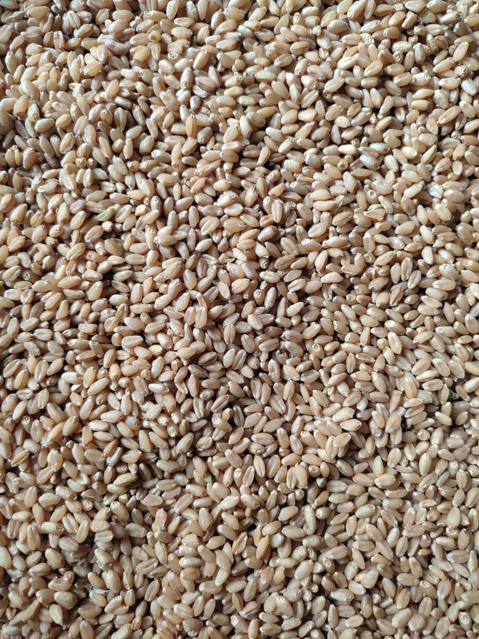 Wheat