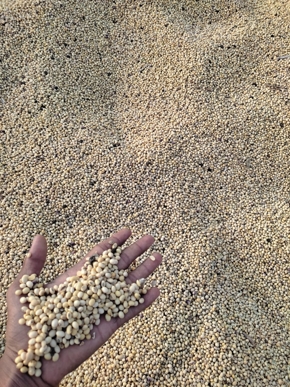White Sorghum